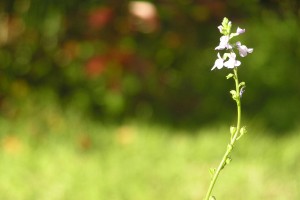 Even the weeds in the yard are pretty