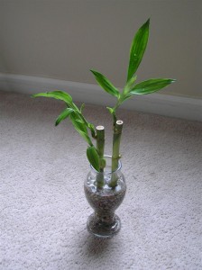 Bamboo
