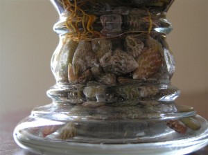 Shells keeping them in place