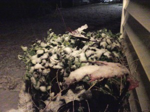 And there's snow on my plants!