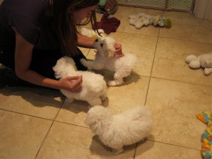 Puppies!