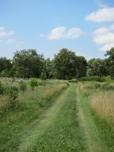 Grass driveway