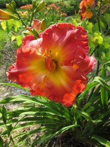 Lily