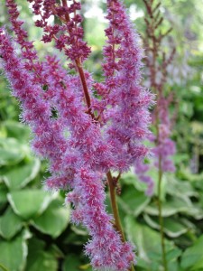 Purple flowers