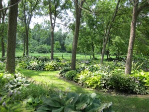Randy's hostas