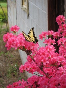 butterfly