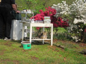 kitty free to good home Cat free to good home (includes kittens)